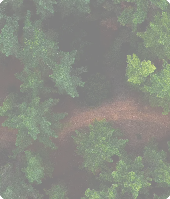 Foresta e natura, ispirazione Innatus